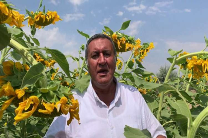 Gürer: Ayçiçek fiyatı üreticinin beklentisini karşılamadı