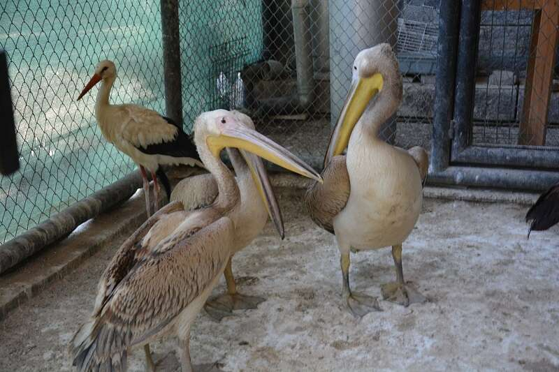 Tarsus Doğa Parkı-4