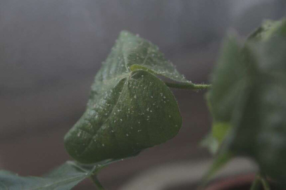 Sıcak hava ve nem beyazsinek popülasyonunu arttırdı