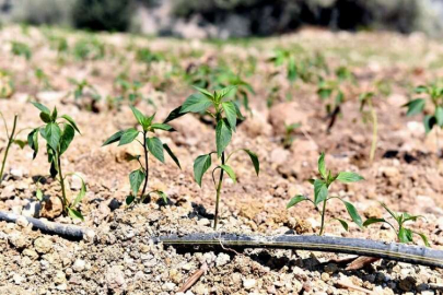 Büyükşehir desteğiyle verim artıyor