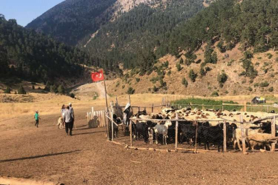 Göçerler 15-20 bin lira maaşla çoban bulamıyor
