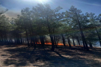 Adana'da çıkan orman yangınına müdahale ediliyor