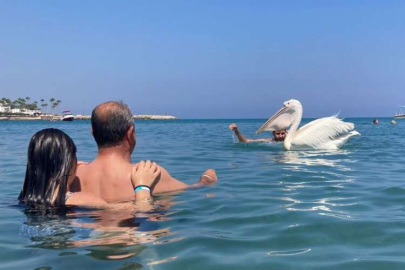 4 pelikan denizde tatilcilere eşlik etti, renkli görüntüler ortaya çıktı
