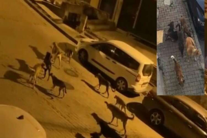 Kağıthane’de sürü halinde dolaşan sokak köpekleri vatandaşların kabusu oldu