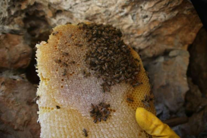 Cilo Dağı’nın 3 bin rakımında keşfettiği kaya balını 2 bin 500 TL’den satışa çıkarttı