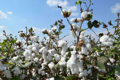 Yetersiz destekleme pamuk ekim alanlarını azalttı