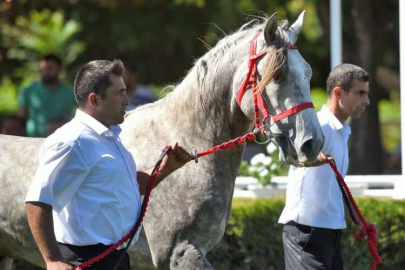 "Başaran" rekor fiyata alıcı buldu