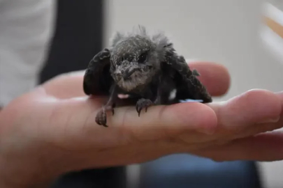 Adana'da yolda bitkin halde bulunan ebabil yavrusu korumaya altına alındı