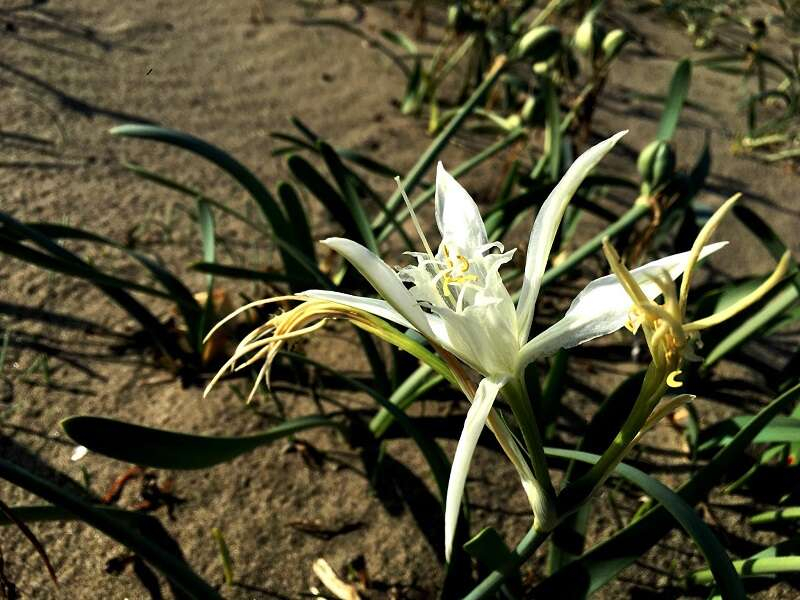 Akdeniz sahillerinin nadide çiçeği3