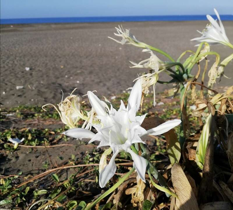 Akdeniz sahillerinin nadide çiçeği5
