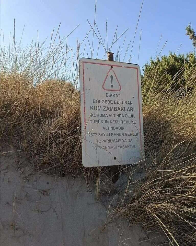 Akdeniz sahillerinin nadide çiçeği6