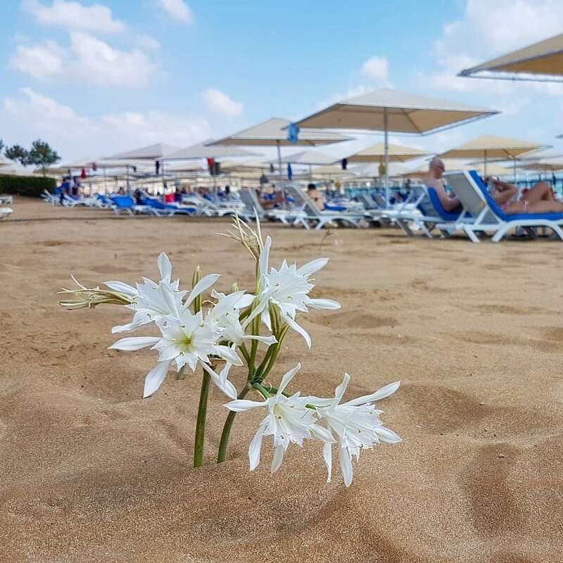 Akdeniz sahillerinin nadide çiçeği