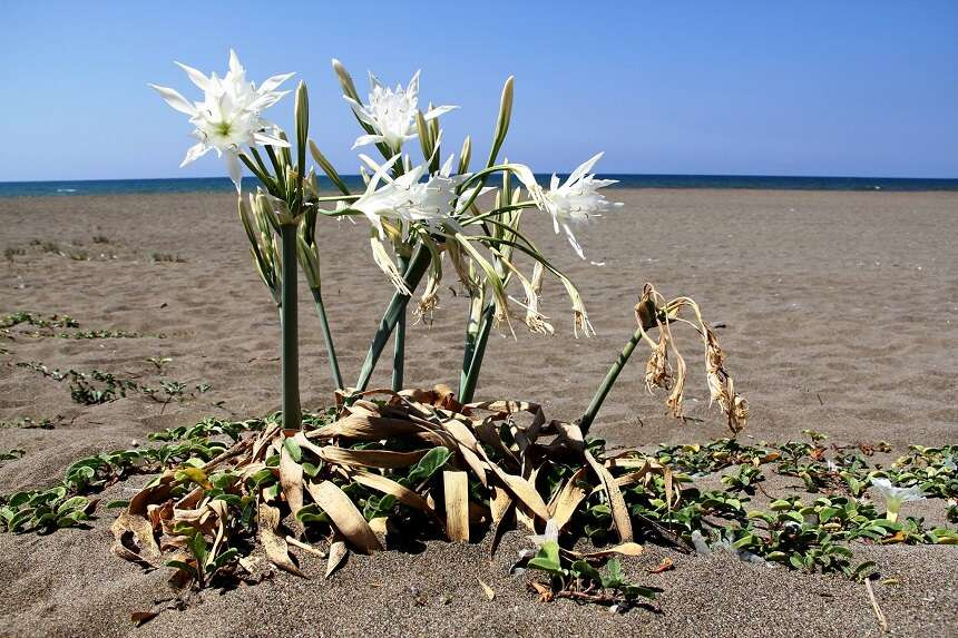 Türkiye’nin biyolojik çeşitliliği güncelleniyor-2