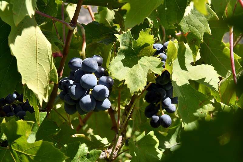 Mersin'de 'Patkara Bağ Bozumu' etkinliği