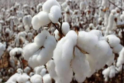 Pamuk üretim maliyeti artıyor, alım fiyatı geriliyor