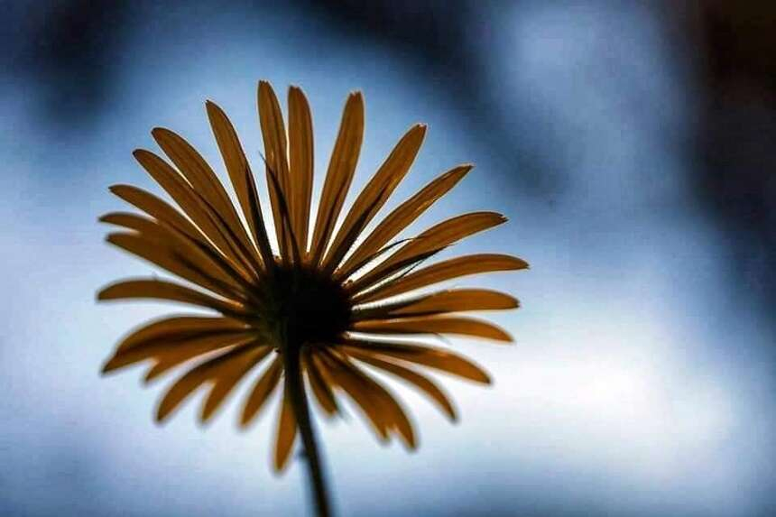 Kozan Kalesi endemik bitkiler-1