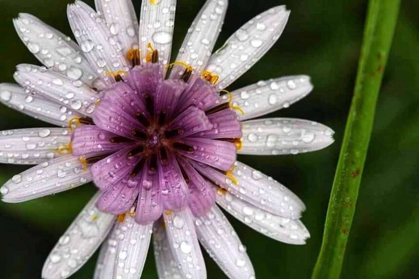 Kozan Kalesi endemik bitkiler-2