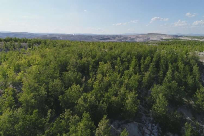 Demir Export, 9 milyon metrekare büyüklüğündeki alana 1,5 milyon fidan dikti