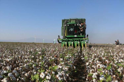 Hatay Valisi Mustafa Masatlı, Amik Ovası'nda pamuk hasadına katıldı
