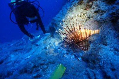 Antalya'daki batıkta arkeologların çalışmalarına zehirli aslan balıkları da eşlik etti