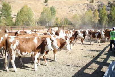 Deprem bölgesinde büyükbaş hayvan dağıtımına başlandı