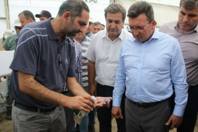 Serik'te biyolojik mücadele için biber serasına "faydalı böcek" bırakıldı