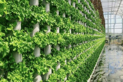 “Dünya nüfusu 9,7 milyara ulaşacak, sürdürülebilir tarım teşvik edilmeli”