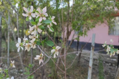 Osmaniye'de meyve ağaçları sonbaharda çiçek açtı
