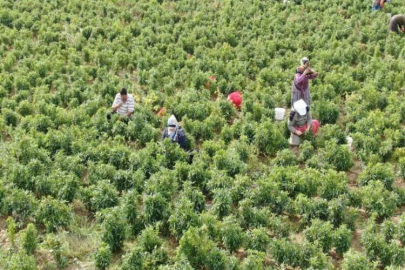 Deprem kentinde ’en acı’ hasat