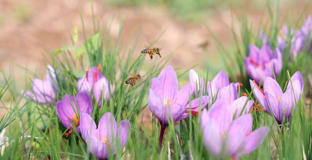 Deneme amaçlı başladı, kilosu 200 bin liraya satılıyor 3
