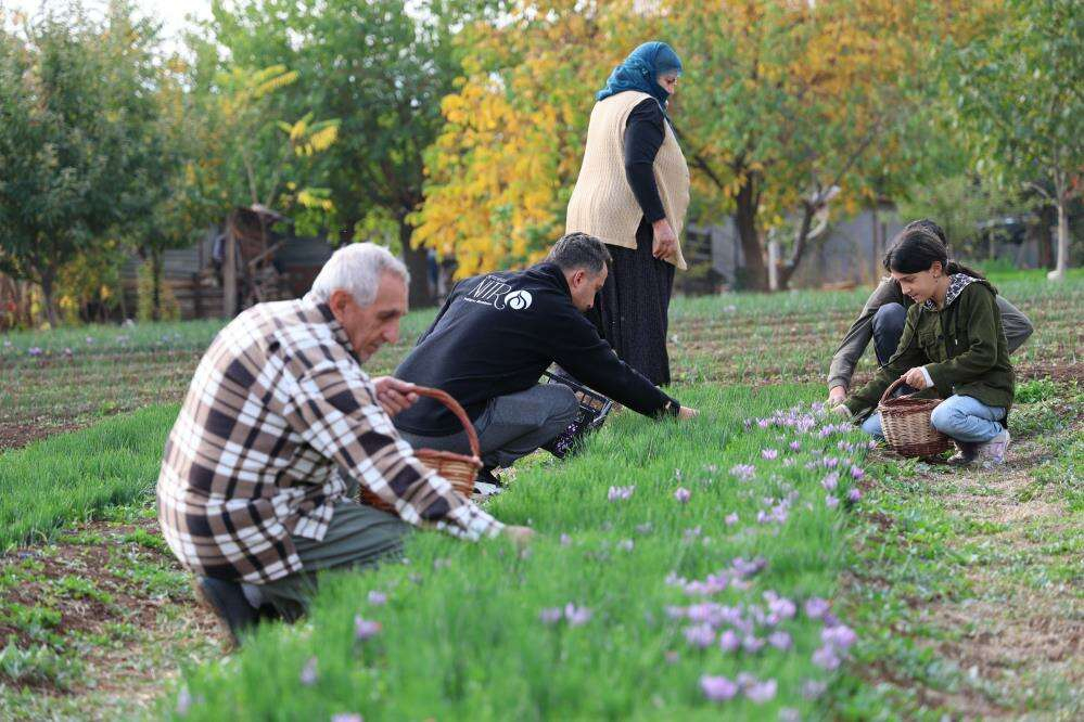 Deneme amaçlı başladı, kilosu 200 bin liraya satılıyor 5