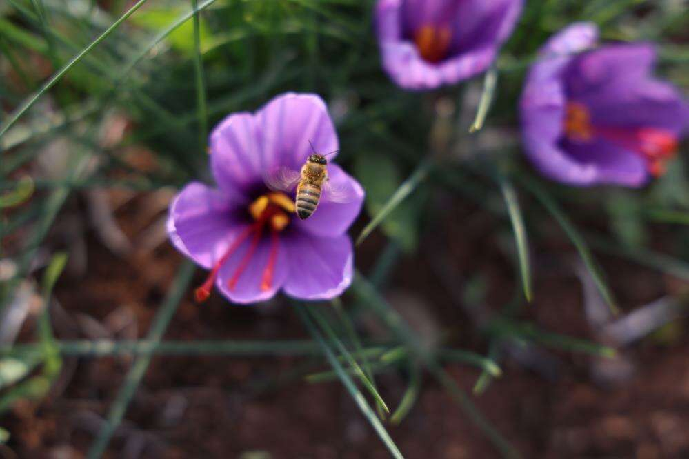 Deneme amaçlı başladı, kilosu 200 bin liraya satılıyor 6