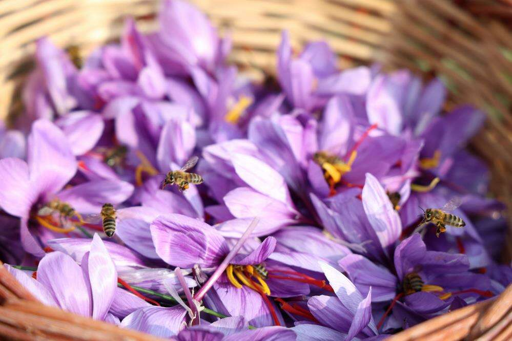 Deneme amaçlı başladı, kilosu 200 bin liraya satılıyor 9