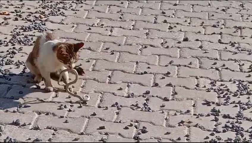 Yılanı gözüne kestiren kedi savaşın galibi oldu 2