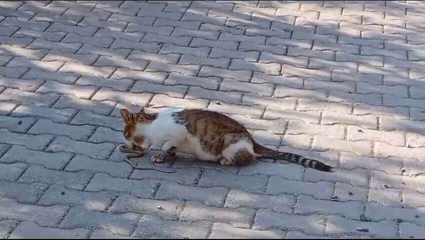 Yılanı gözüne kestiren kedi savaşın galibi oldu 3