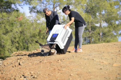 Antalya'da tedavisi tamamlanan yılan kartalı doğaya bırakıldı