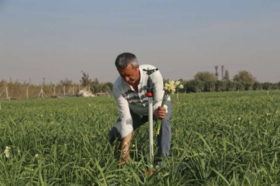 Depremzede üretici, Hatay sokakları yeniden nergis koksun diye işbaşı yaptı