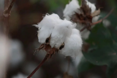 Pamuğun kokusunu biliyor musunuz?
