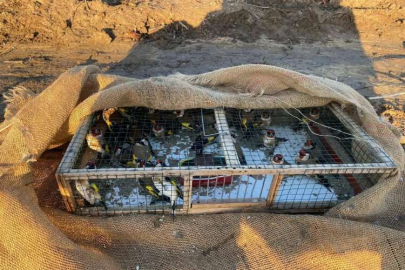 Adana’da kaçak avlanan saka kuşları doğaya salındı