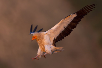 Türkiye, Avrupa’nın en geniş küçük akbaba popülasyonlarından birine sahip