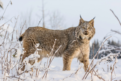 Of’ta kar yağışı sonrası vaşak görüntülendi