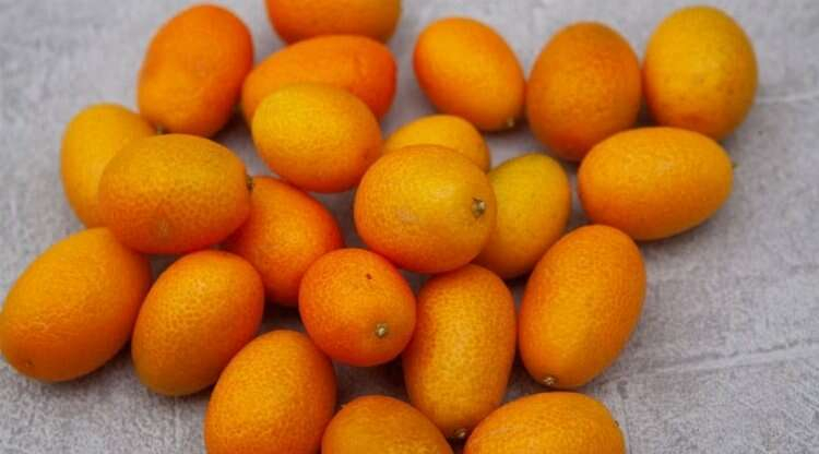 faydaları nelerdir kamkatın 