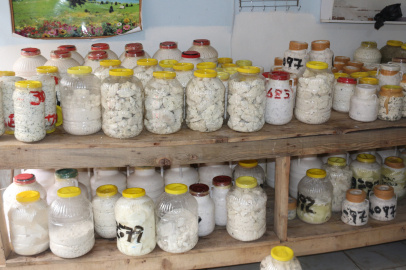 Peynirde fiyat artışı yaşanmadı