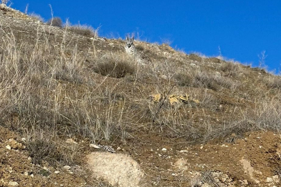 Zara'da 'Ormanın Hayaleti' vaşak görüntülendi