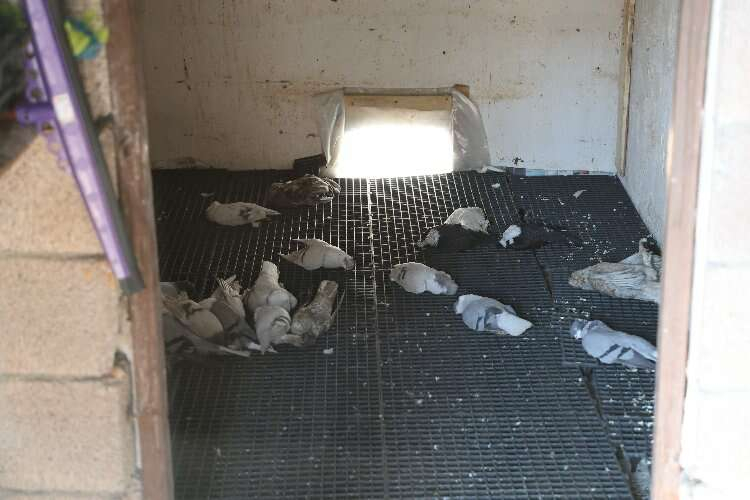 diyarbakır güvercin oteli