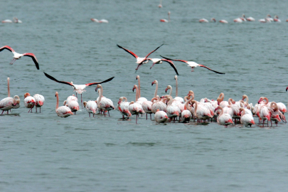 Dünya Sulak Alanlar Günü'nde uyarı: Sulak alanlar kayboluyor
