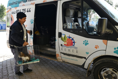 Kemer Belediyesi Ocak ayında 229 hayvanı kısırlaştırdı