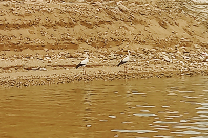Tunceli'nin Çemişgezek İlçesinde Keban Baraj Gölü kıyısında leylek göçü