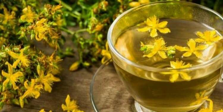 faydaları kırlangıç otu 