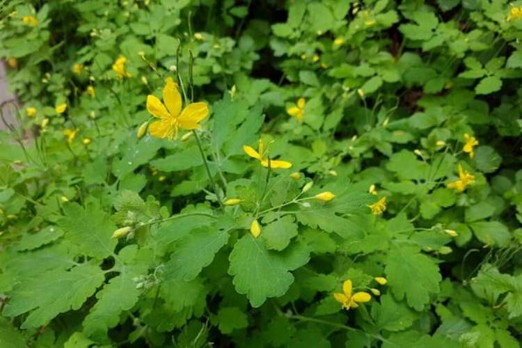 Prof. Dr. Karabulut kırlangıç otu 